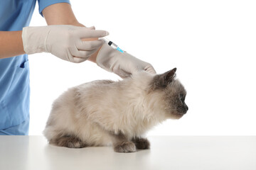 Obraz premium Professional veterinarian vaccinating cat on white background, closeup