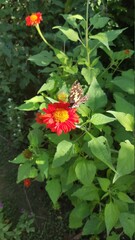 butterfly flying around on the flower