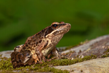 Ra-iberica, Iberian Frog (Rana iberica)
Viana do Castelo, Portugal - 2020.07.12