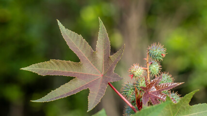 Ricinus communis, the castor bean or castor oil plant, is a species of perennial flowering plant in the spurge family, Euphorbiaceae. 