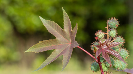 Ricinus communis, the castor bean or castor oil plant, is a species of perennial flowering plant in...