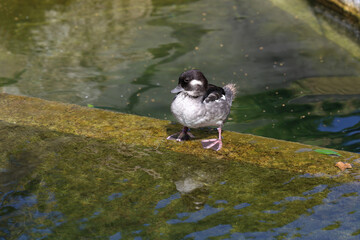 A small gray duck stands in the water