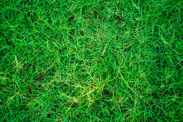 Green nature grass texture top view