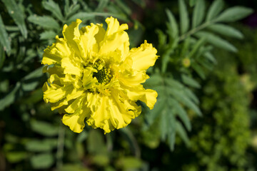 Fluffy yellow flower against a background of green leaves and grass. Сщзн