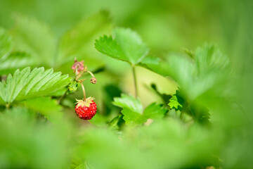 Fraises des bois
