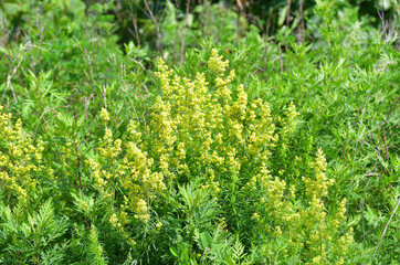 Fototapeta premium Yellow Bedstraw (Galium verum) in the bay of Akhlestyshev on Russian island in summer day. Russia, Vladivostok