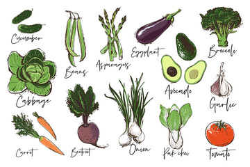Vegetables set of avocado, cucumber, tomato, garlic, onion, bean string, broccoli, choi, cabbage, beetroot, asparagus, eggplant, carrot. Vegan food. Eco vegetarian meal design on white background