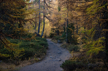 foresta - alberi - natura - sentiero - boschi