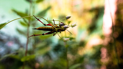 bug on a leaf