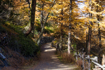 Obraz premium foresta - alberi - natura - sentiero - boschi