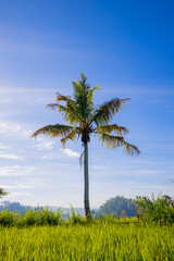Fototapeta premium Tropical landscape. Palm tree surrounded by rice fields. Sunrise in Bali, Indonesia. Vertical layout. Copy space.
