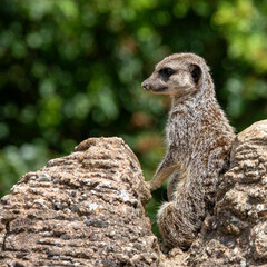 Meerkat on look out duty