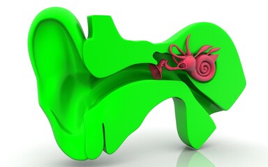 3D illustration of cross section inner ear