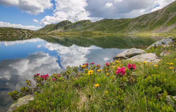 View of wild flowers on Bombasel lake, Cermis Alps, Dolomites, Italy