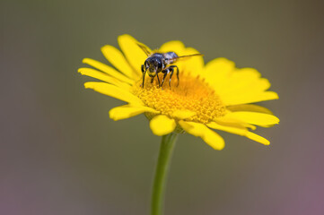 a Little bee insect on a plant in the meadow