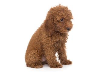 Puppy poodle chocolate color