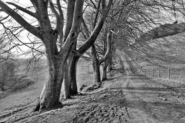 Draycott Sleights Nature Reserve, Somerset