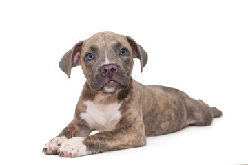 Small American bully puppy