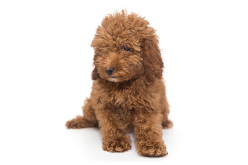 Fototapeta premium Puppy poodle chocolate color