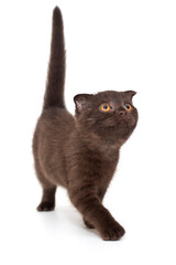 Scottish fold black kitten