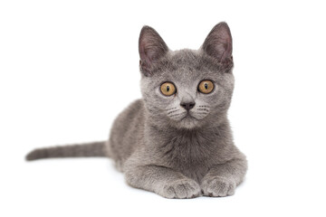 Beautiful Russian blue  kitten