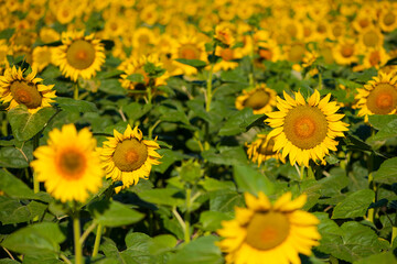 
yellow sunflowers green leaves background