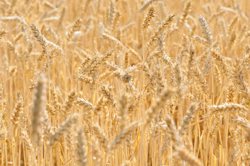 
spikelets of ripe wheat golden background harvest in the field