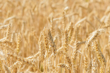 golden spikelets of ripe wheat in the field close-up