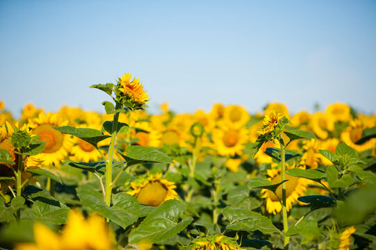 
yellow sunflowers with green leaves in the field