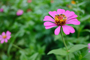 bee on pink flower