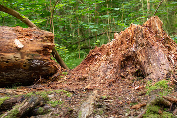 Fototapeta premium old tree trunk