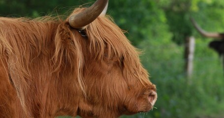 Movie with a shaggy cattle on field