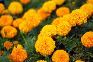 Marigold