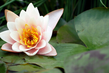 Lotus. Water lily.