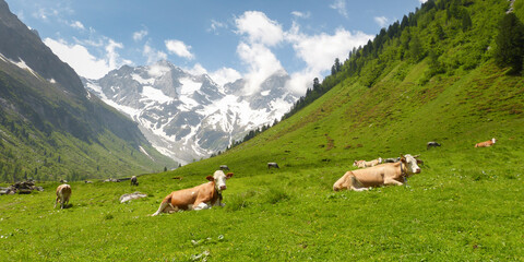 Panoramabild einer Almlandschaft mit Kühen