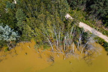 Birken im Wasser in einem Mangrovenwald