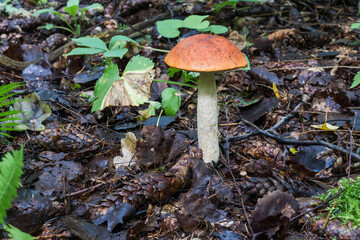 Mushrooms in the forest early in the morning
