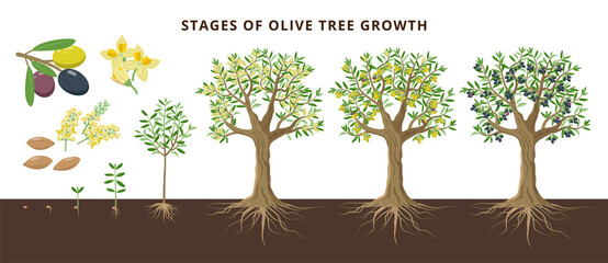 Olive tree growing stages froom seed, seedling, sprout, flowering, ripe olive fruits, green, yellow olives and black. Set of vector botanical illustrations, infographics isolated on white background.