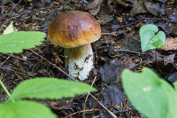 Mushrooms in the forest early in the morning
