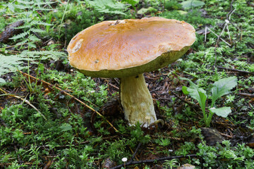 Mushrooms in the forest early in the morning
