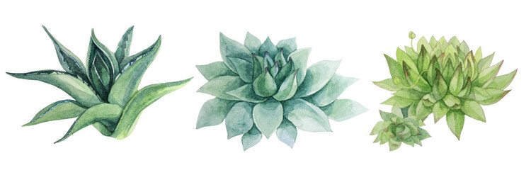 Set watercolor hand-drawn green leaves succulent echeveria home plant isolated on white background. Art creative nature object for card, sticker, wallpaper, textile or wrapping