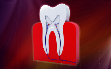 Cross section of teeth. 3D illustration