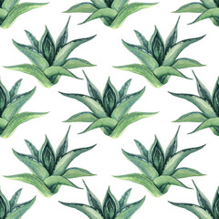Seamless pattern watercolor hand-drawn green succulent haworthia or aloe vera home plant on white background. Art creative nature object for card, sticker, wallpaper, textile or wrapping