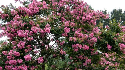 Fototapeta premium 沢山のピンクの花が咲くサルスベリの木／Lagerstroemia indica