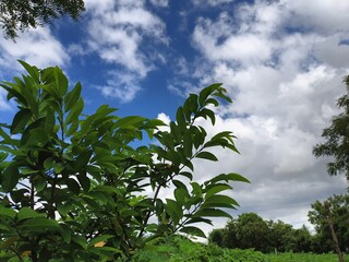 palm tree on blue sky