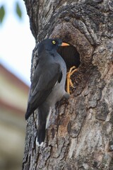 Jungle Myna in north India 