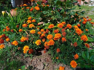 Summer landscape, orange flowers in the garden