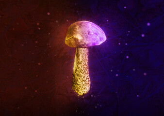 Magic mushrooms on a colored neon background.