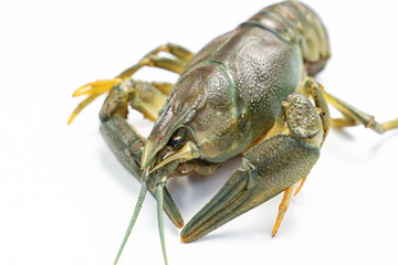 river lobster or crayfish on white background