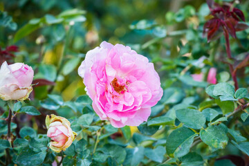 Beautiful pink roses flower in the garden